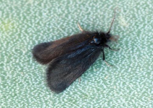 Epichnopterix plumella